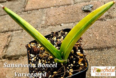 Sanseveria Boncel Variegated Sanseveria Boncel Variegated
