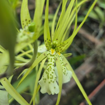 Brassia Verrucosa