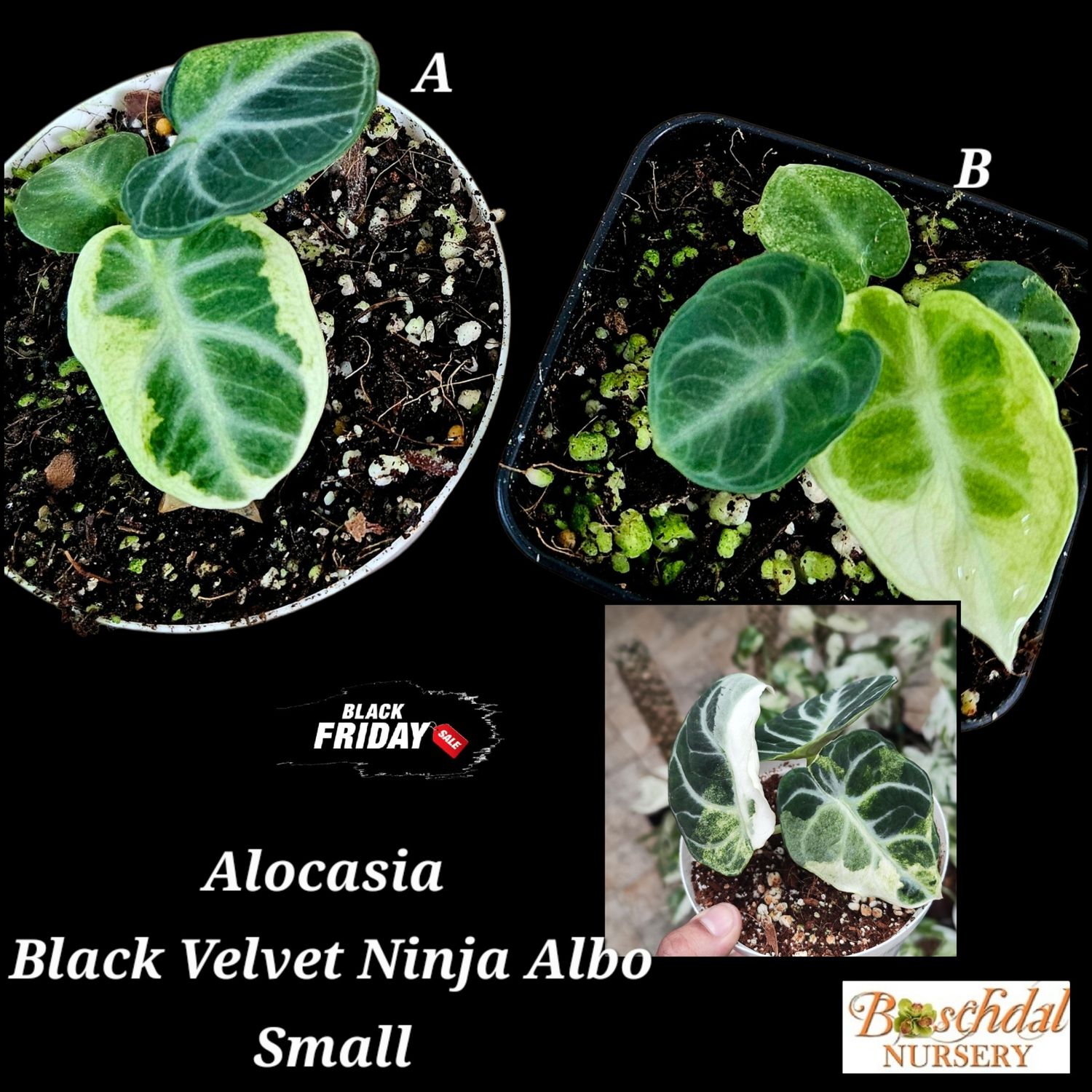 Alocasia Black Velvet Ninja Albo Small Alocasia Black Velvet Ninja Albo Small