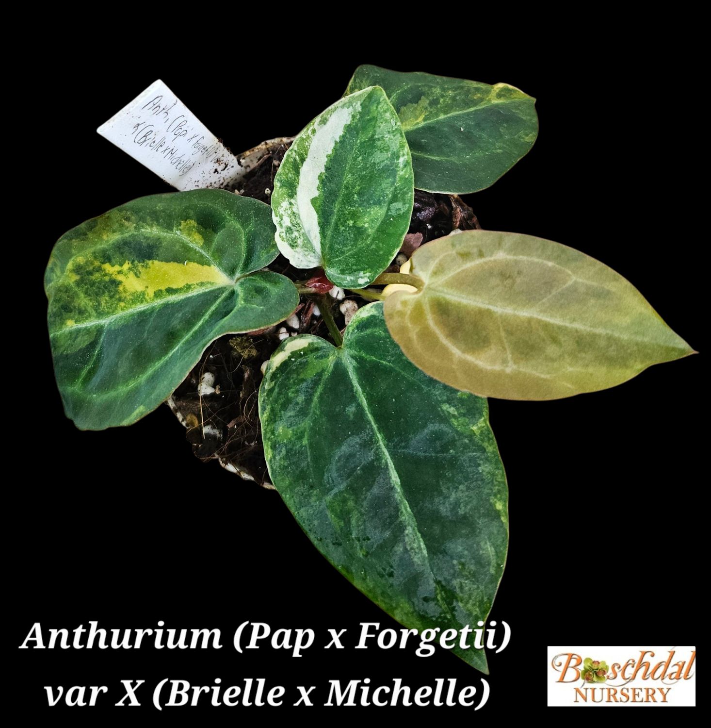 Anthurium (Pap x Forgetii)var x (Brielle x Michelle) Anthurium (Pap x Forgetii)var x (Brielle x Michelle)