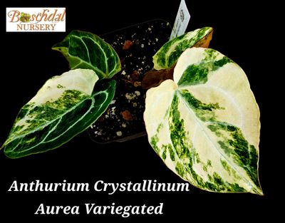Anthurium Crystallinum Aurea Variegated