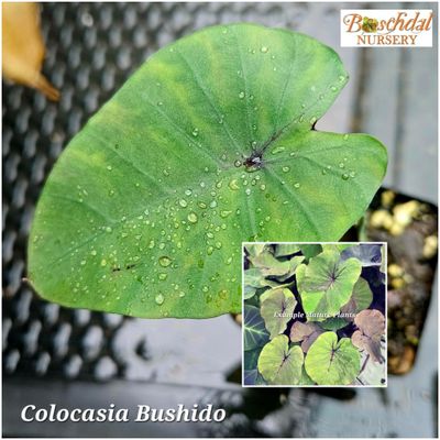 Colocasia Bushido