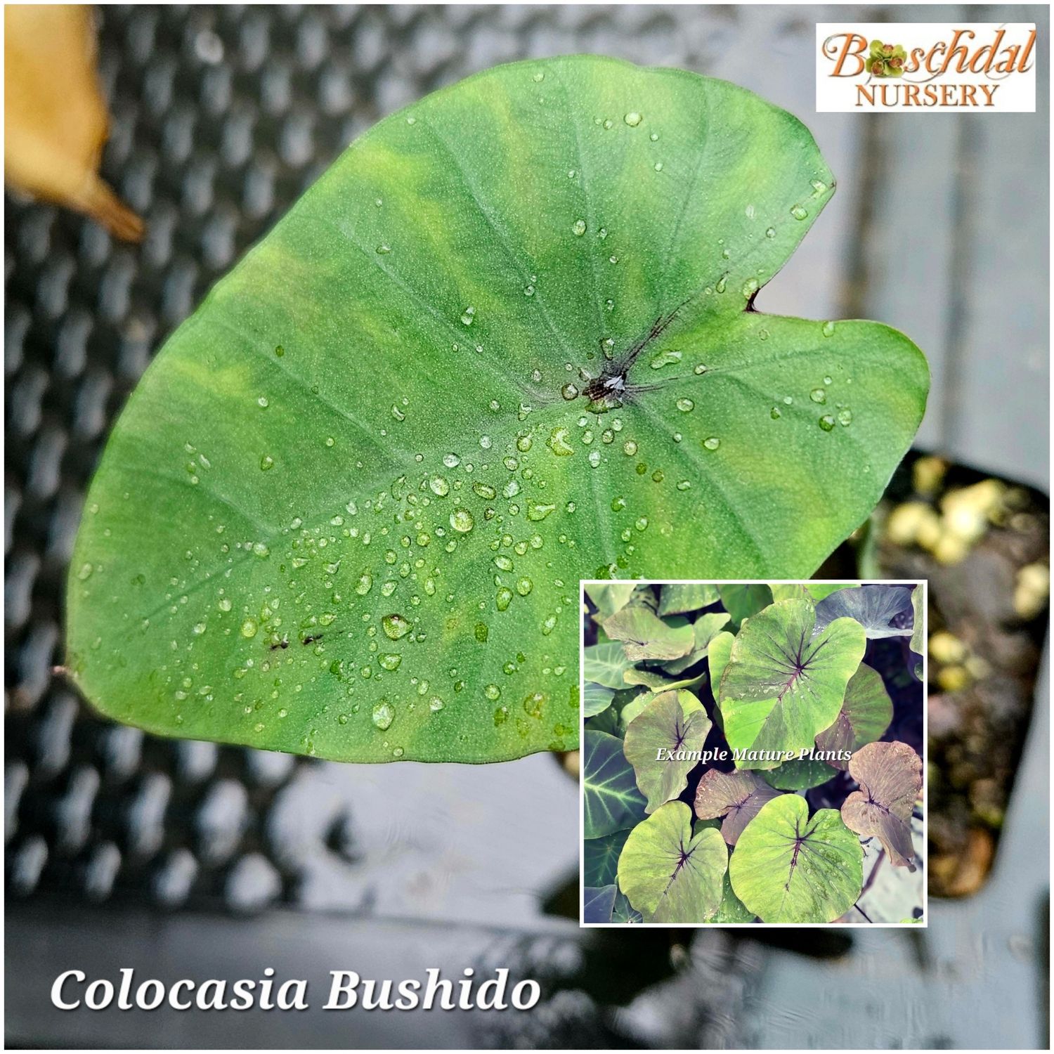Colocasia Bushido Colocasia Bushido