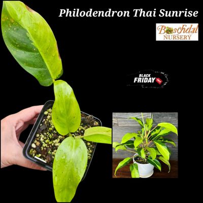 Philodendron Thai Sunrise Philodendron Thai Sunrise