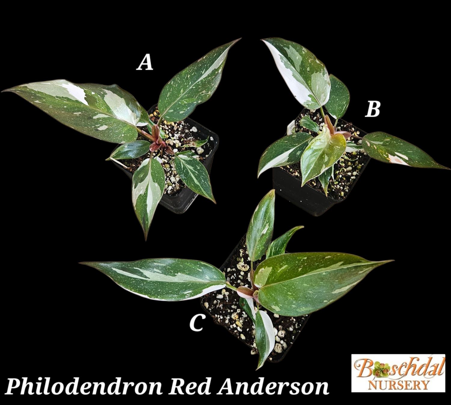 Philodendron Red Anderson (Random)