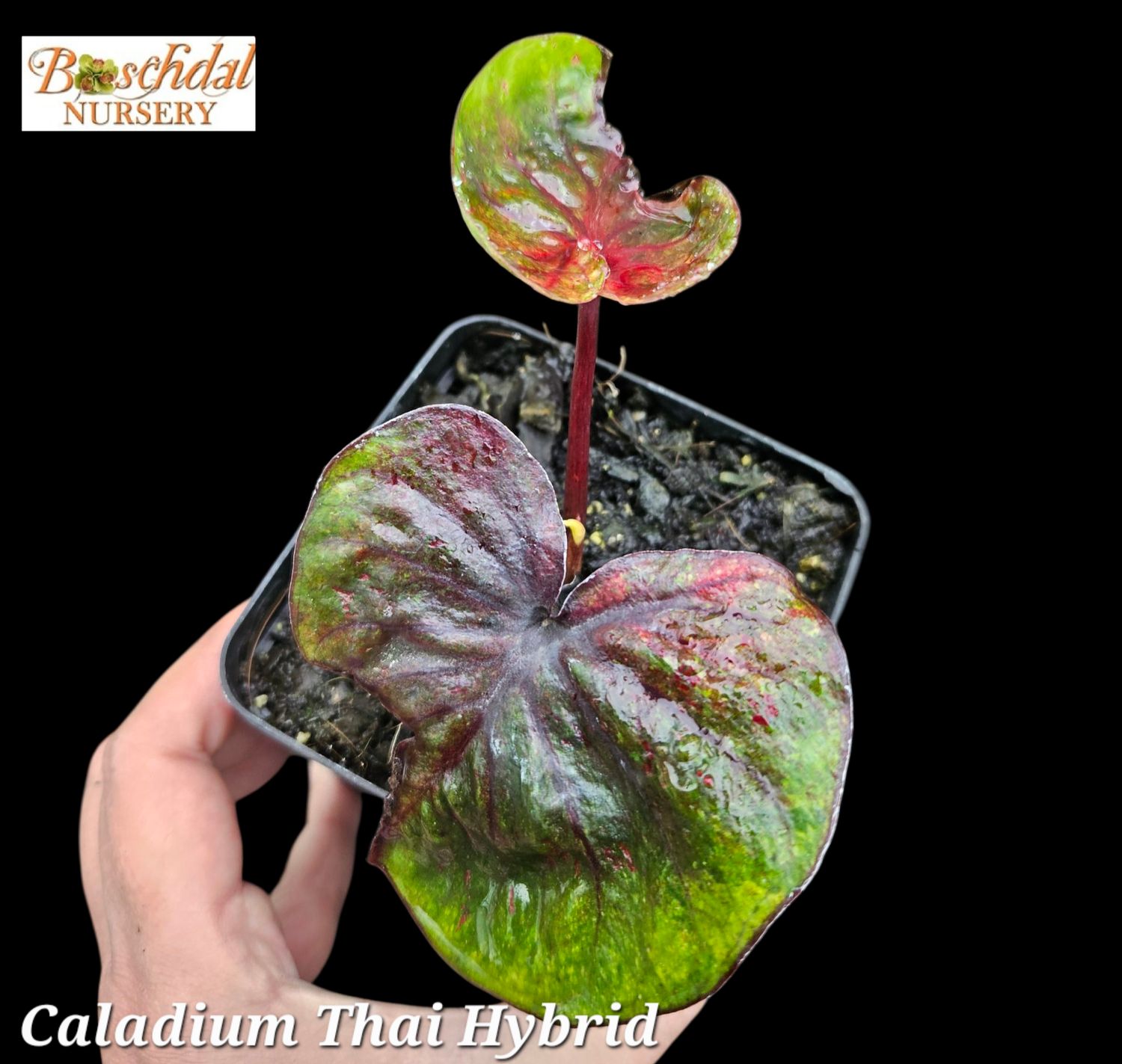 Caladium Thai Hybrid A