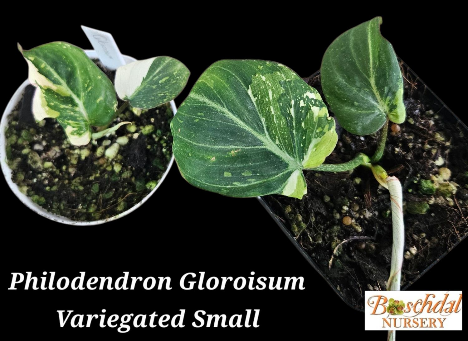 Philodendron Gloroisum Tricolour Small