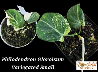 Philodendron Gloroisum Tricolour Small