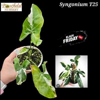 Syngonium T25 Syngonium T25