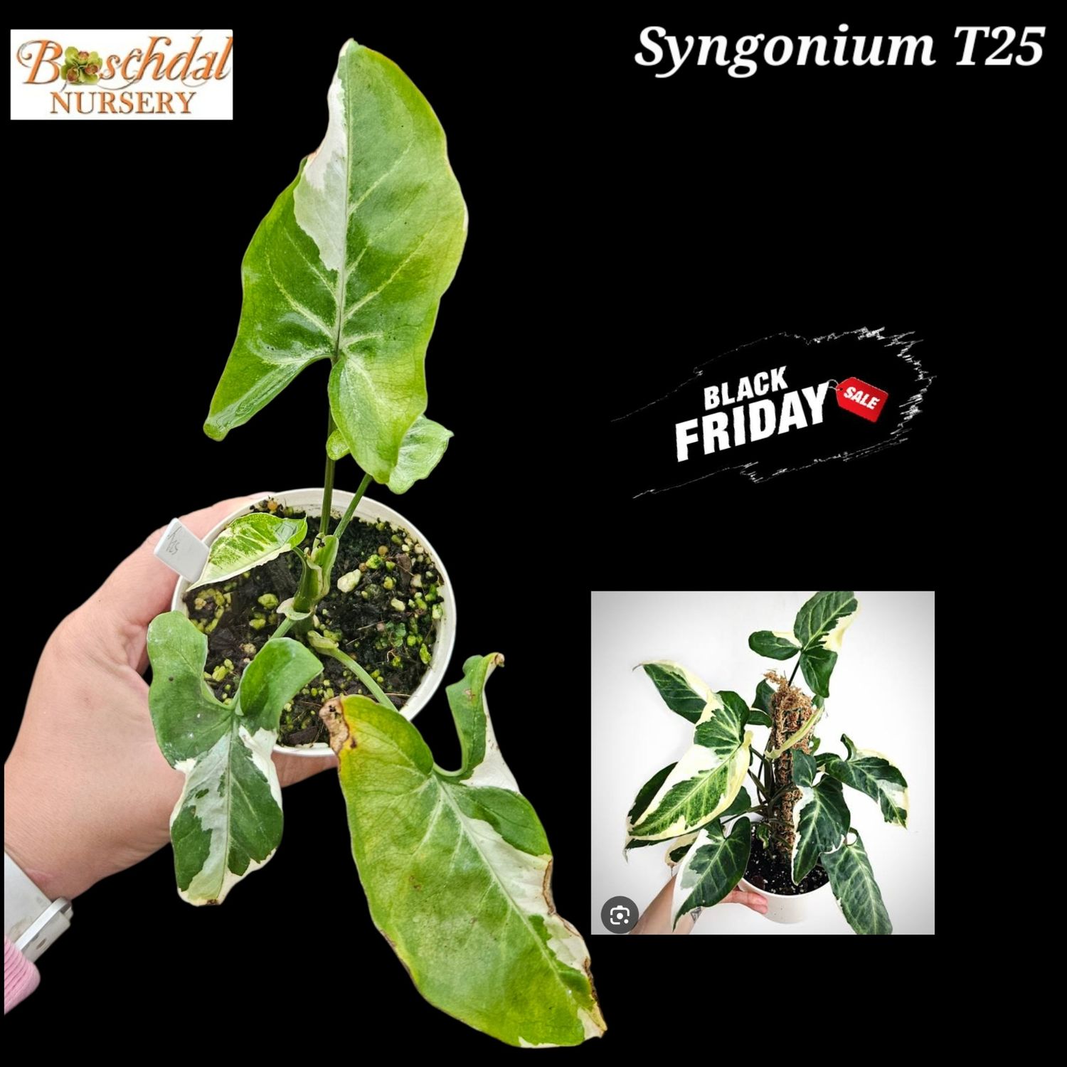 Syngonium T25 Syngonium T25