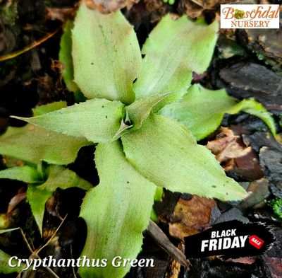 Cryptanthus (Miniature Bromeliad) Green T