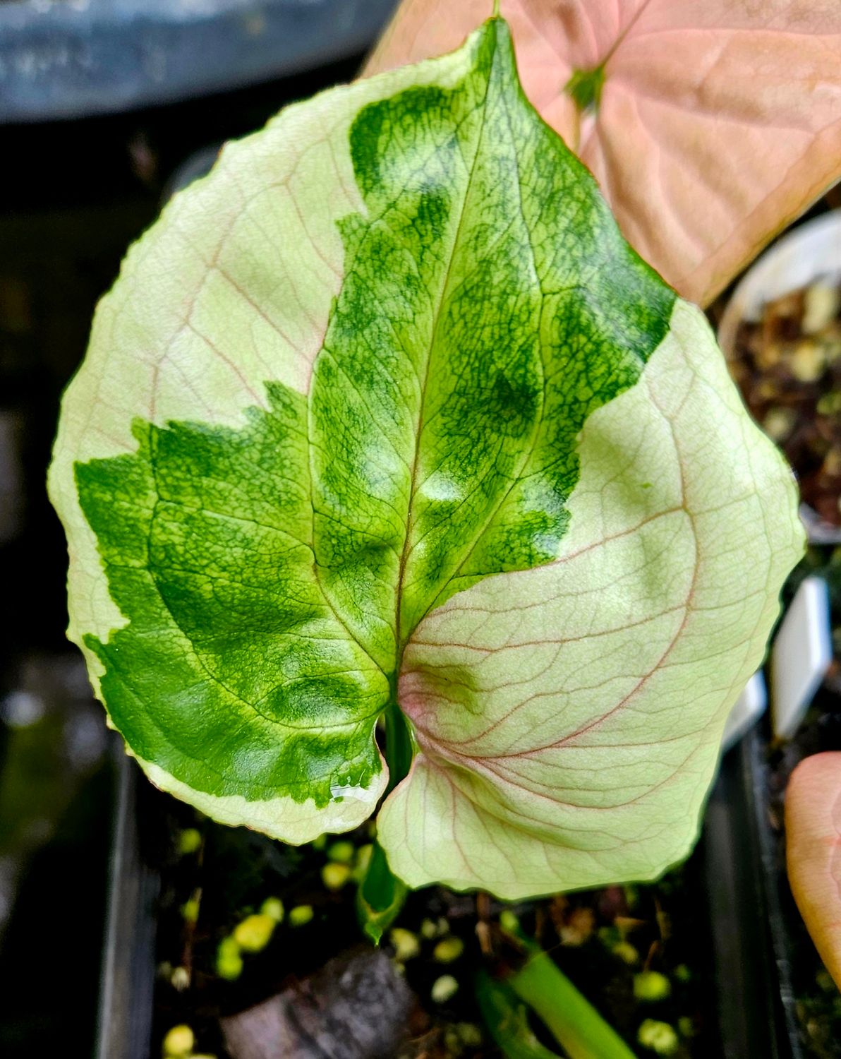 Syngonium T24 Syngonium T24