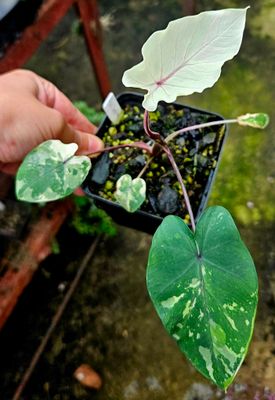 Colocasia Pink Sapphire Colocasia Pink Sapphire