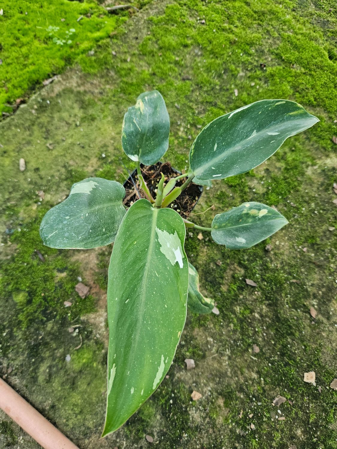 Philodendron White Princess Philodendron White Princess