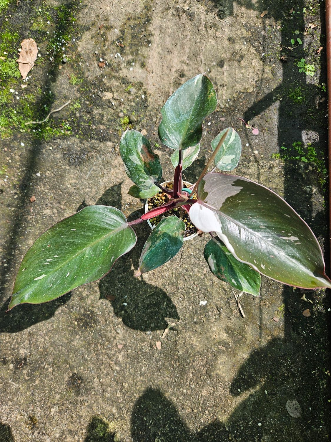 Philodendron Red Anderson Large Philodendron Red Anderson Large