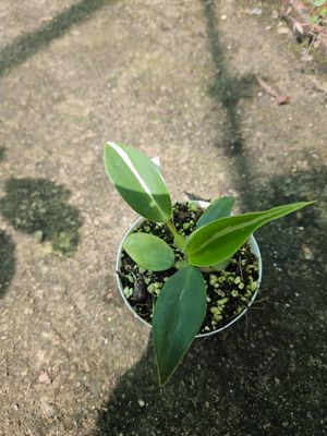 Philodendron White Wizard WW1 Philodendron White Wizard WW1