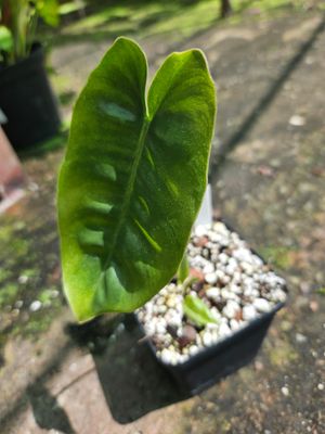 Philodendron Burle Marx Green Philodendron Burle Marx Green