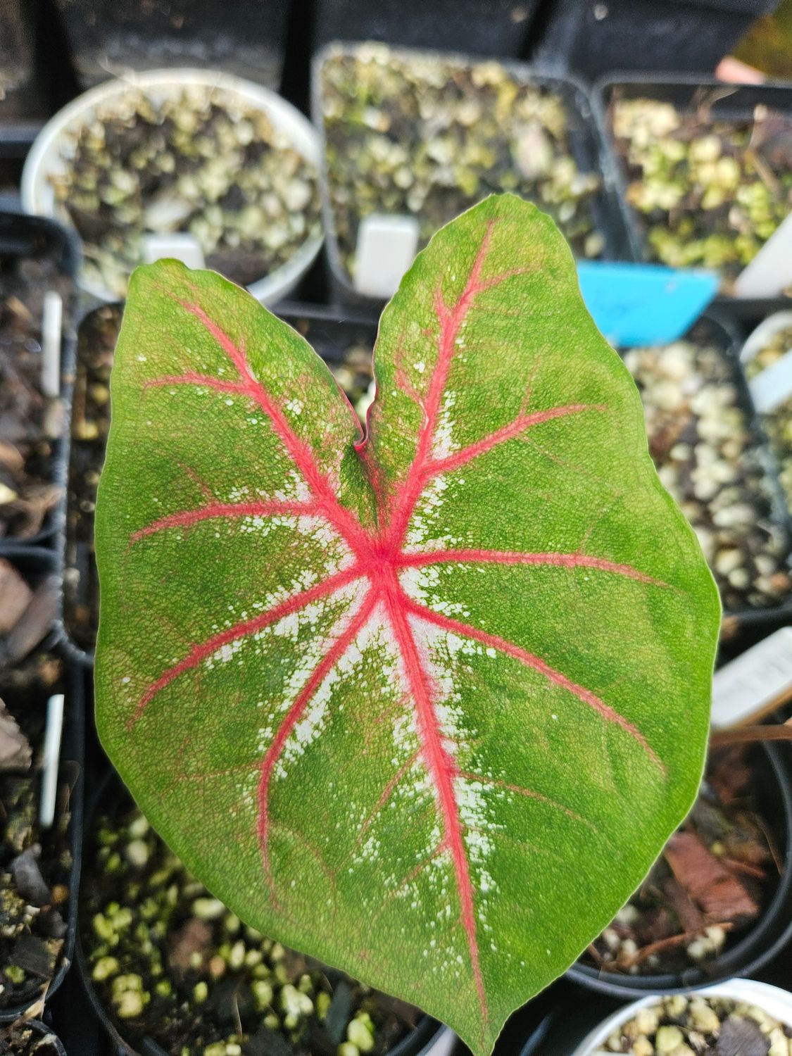 Caladium Summer Pink Caladium Summer Pink