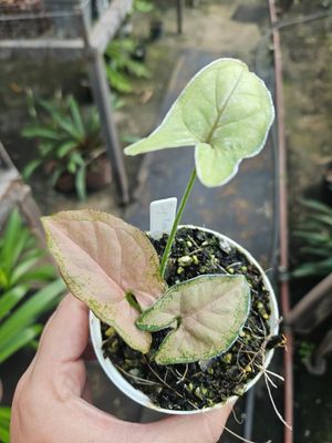 Syngonium Pink Perfection Syngonium Pink Perfection