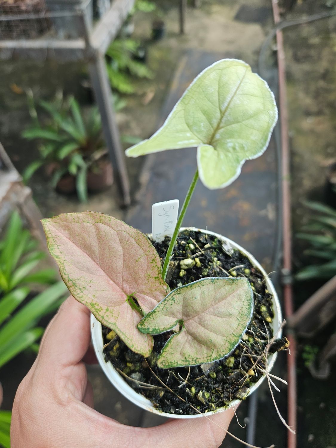 Syngonium Pink Perfection Syngonium Pink Perfection