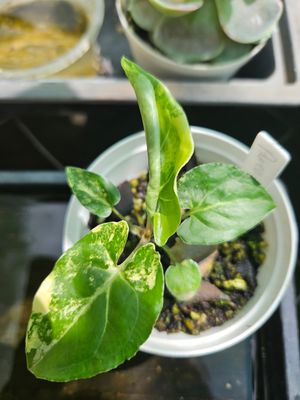 Syngonium Aurea Syngonium Aurea