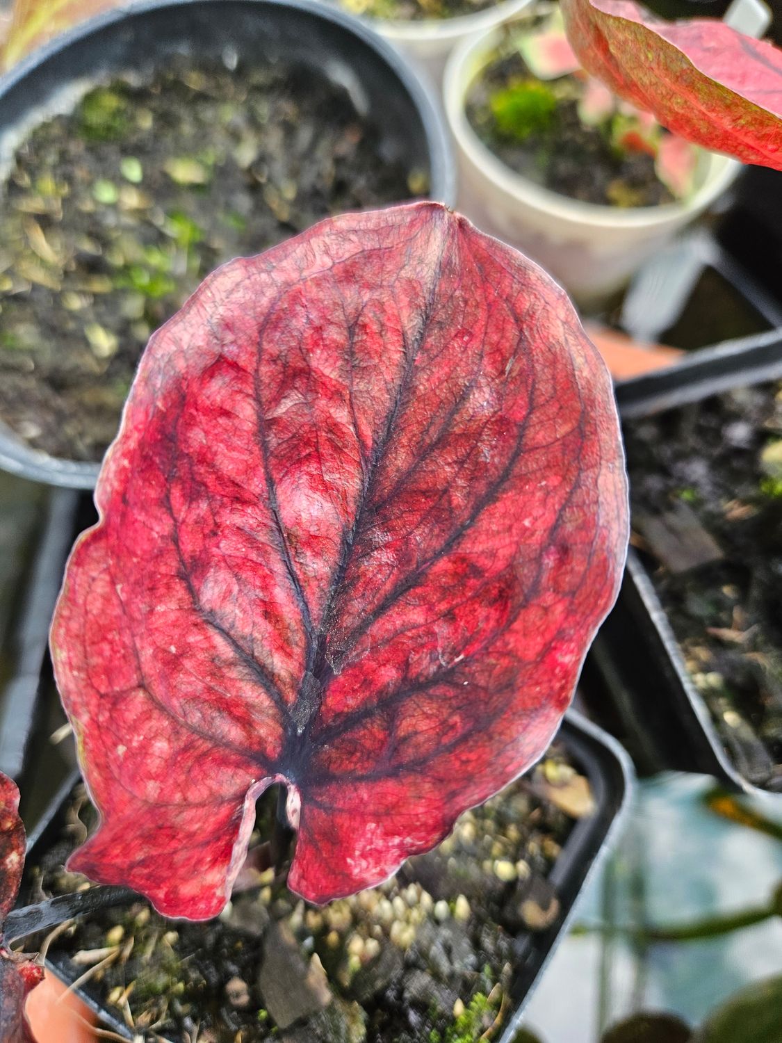 Caladium Red and Black Thai B Caladium Red and Black Thai B