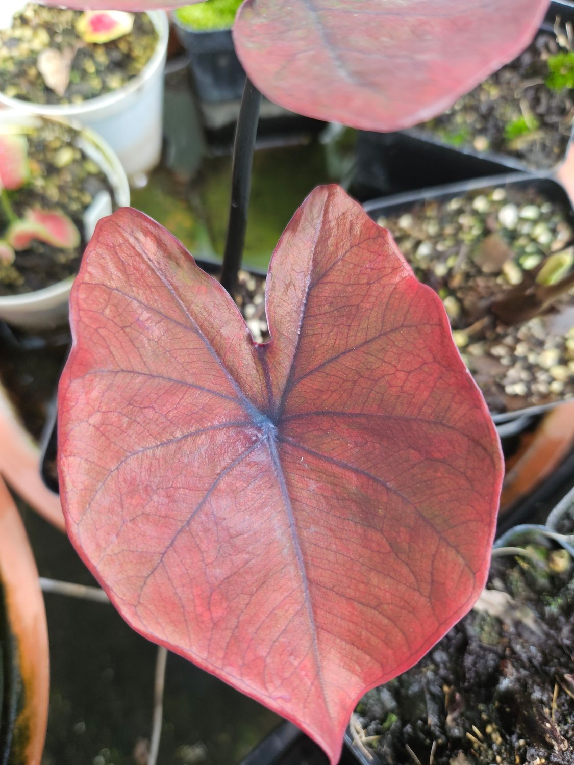 Caladium Maroon Brown Thai
