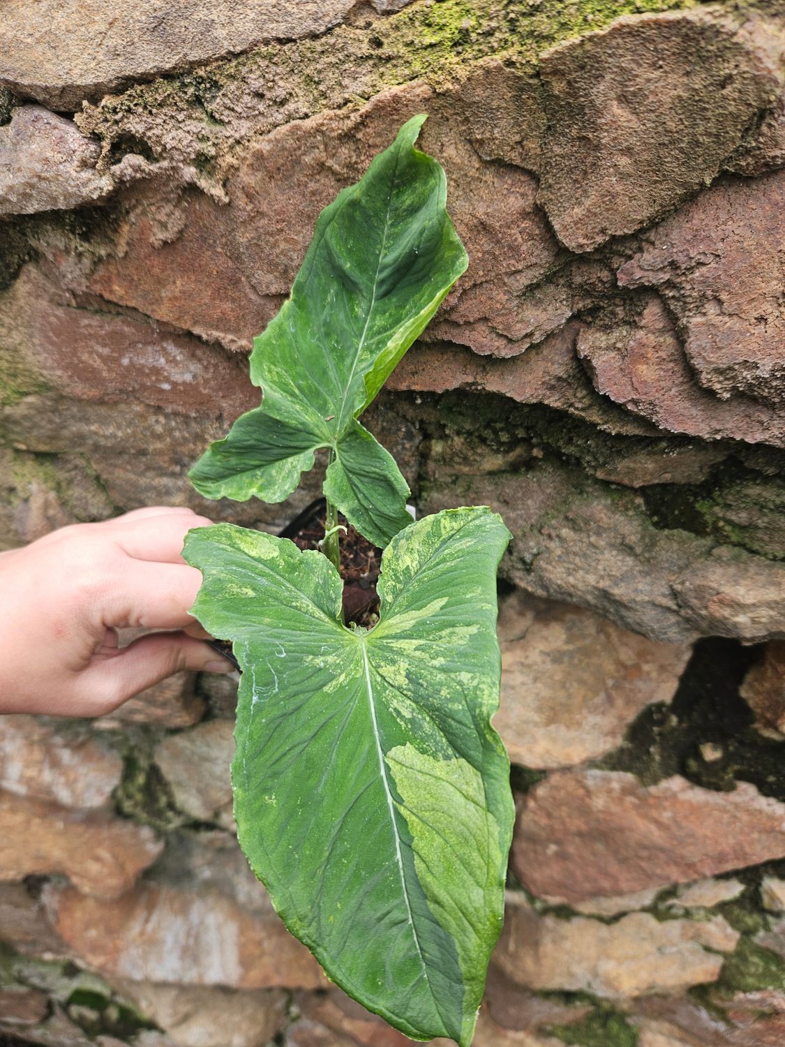 Syngoniun Wendlandii Varirgated Syngoniun Wendlandii Varirgated