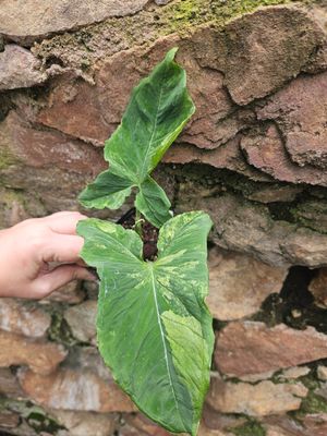 Syngoniun Wendlandii Variegated Syngoniun Wendlandii Variegated