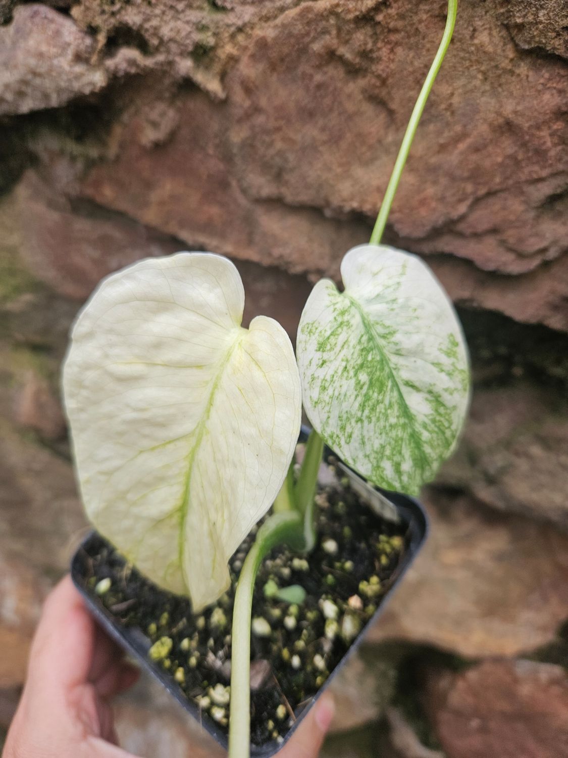 Monstera White Monster Monstera White Monster