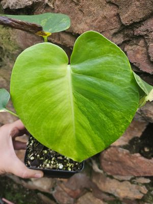 Monstera Yellow Marilyn Monstera Yellow Marilyn
