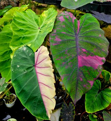 Elephant Ears (Alocasia and Colocasia)