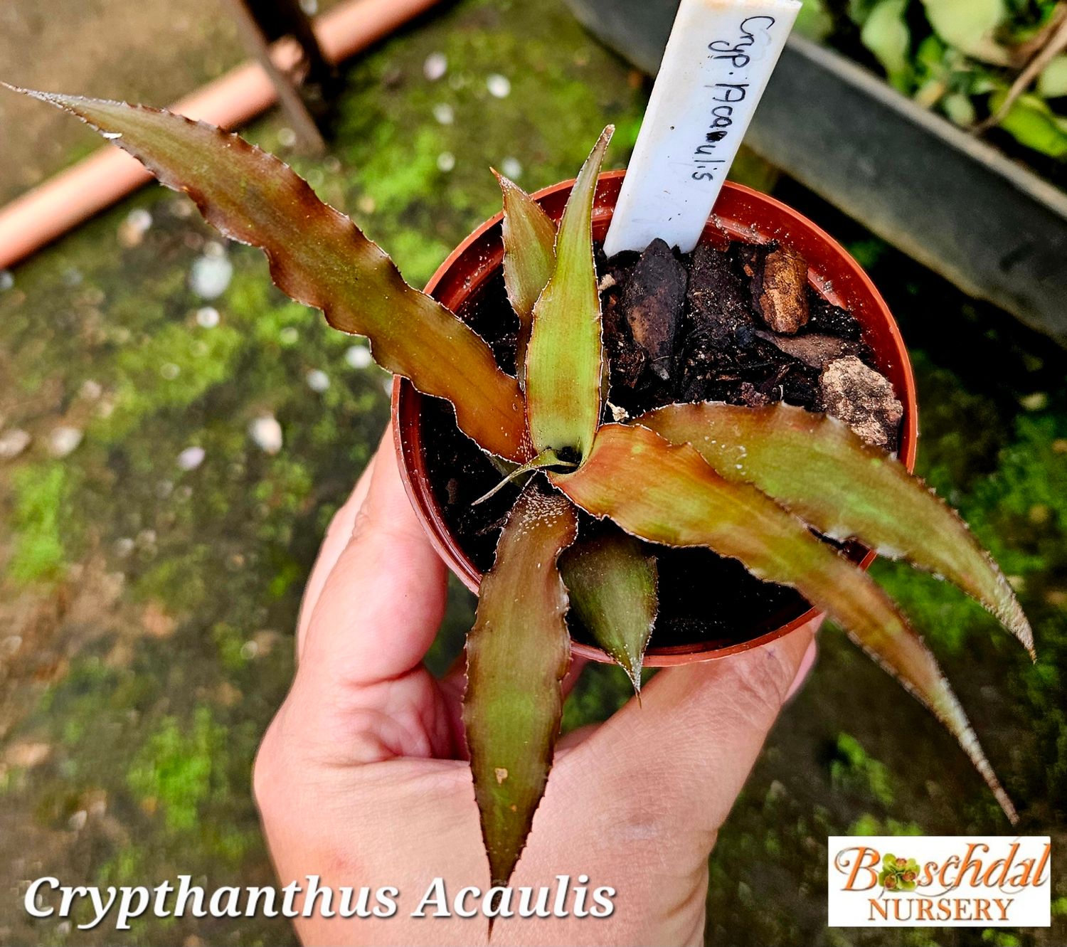 Crypthanthus Acaulis