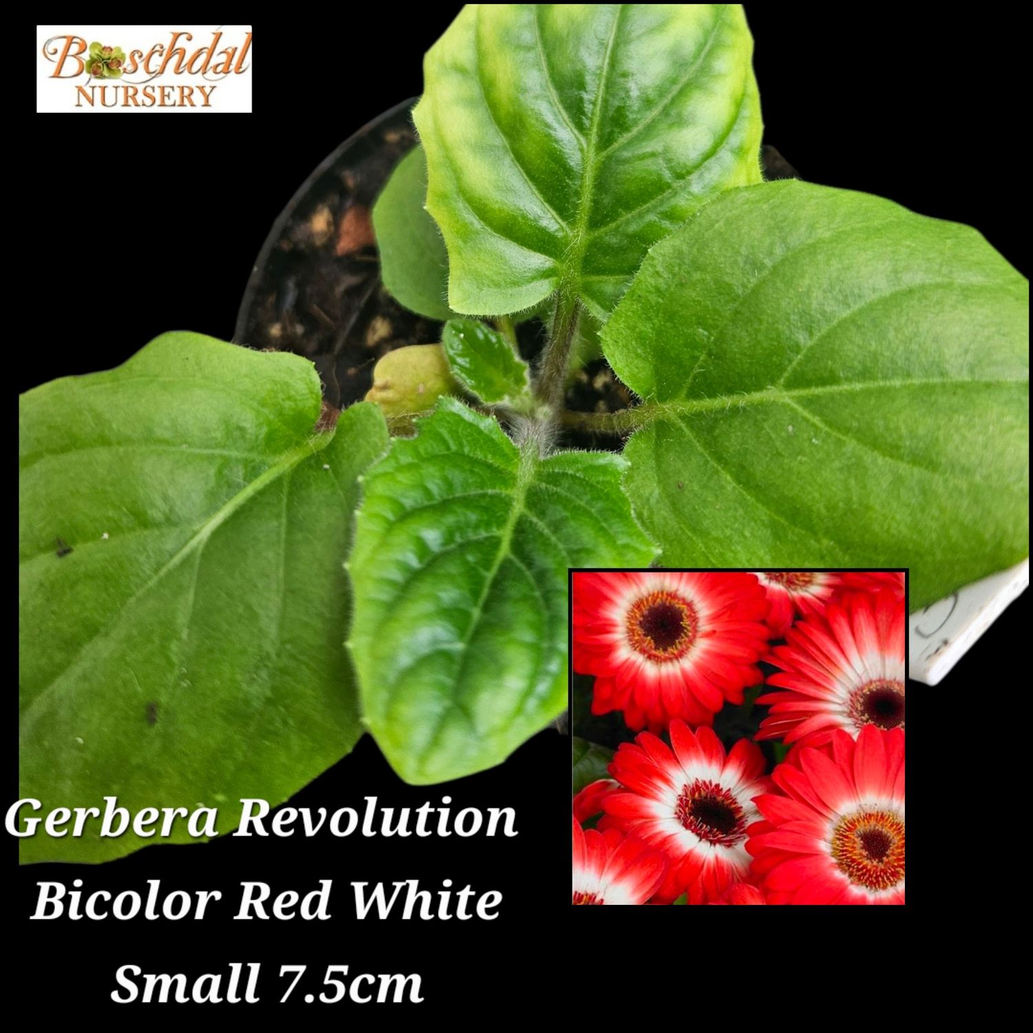 Gerbera Revolution Bicolor