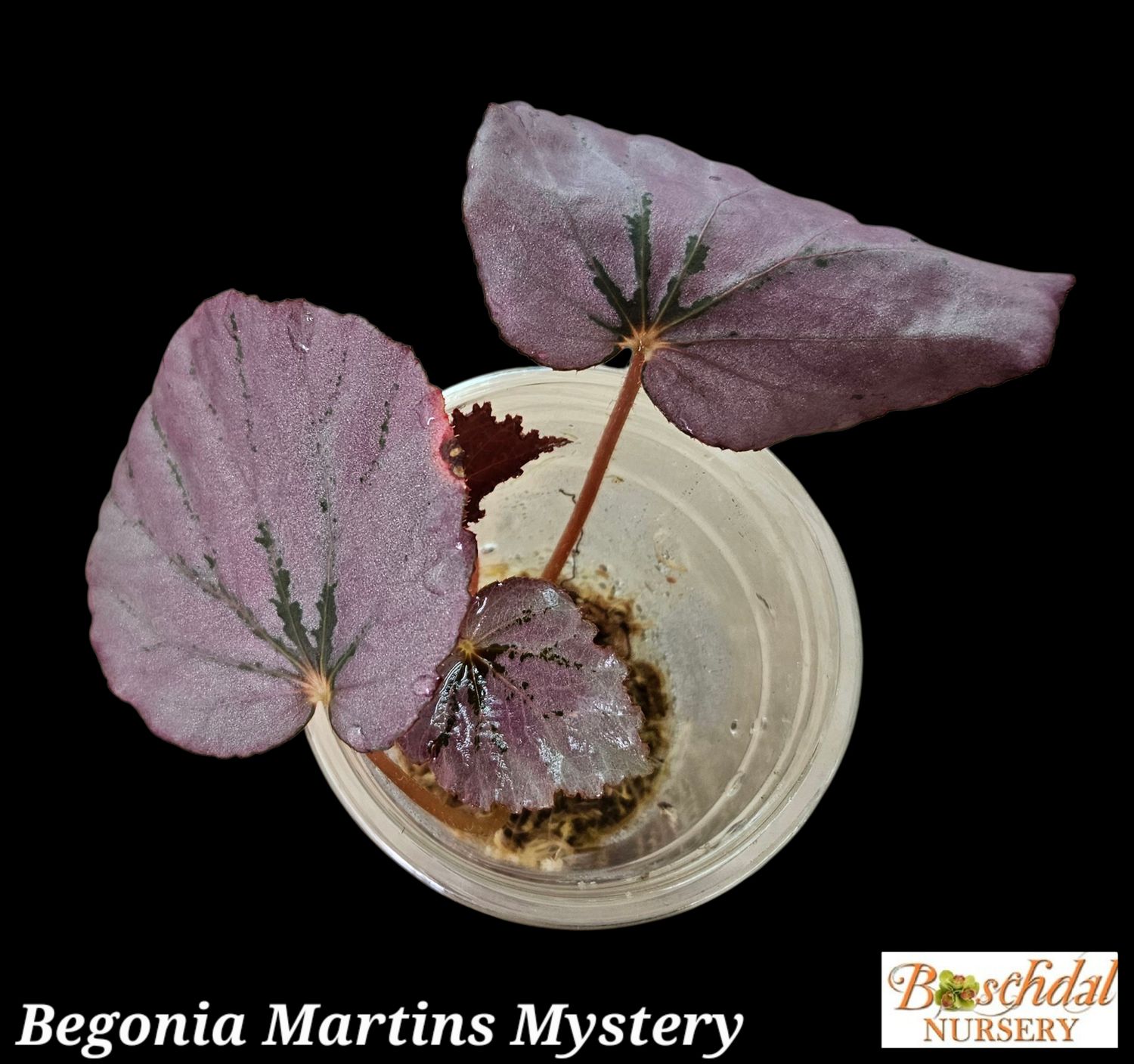 Begonia Martins Mystery