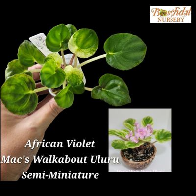 Mac's Walkabout Uluru Miniature Mac's Walkabout Uluru Miniature