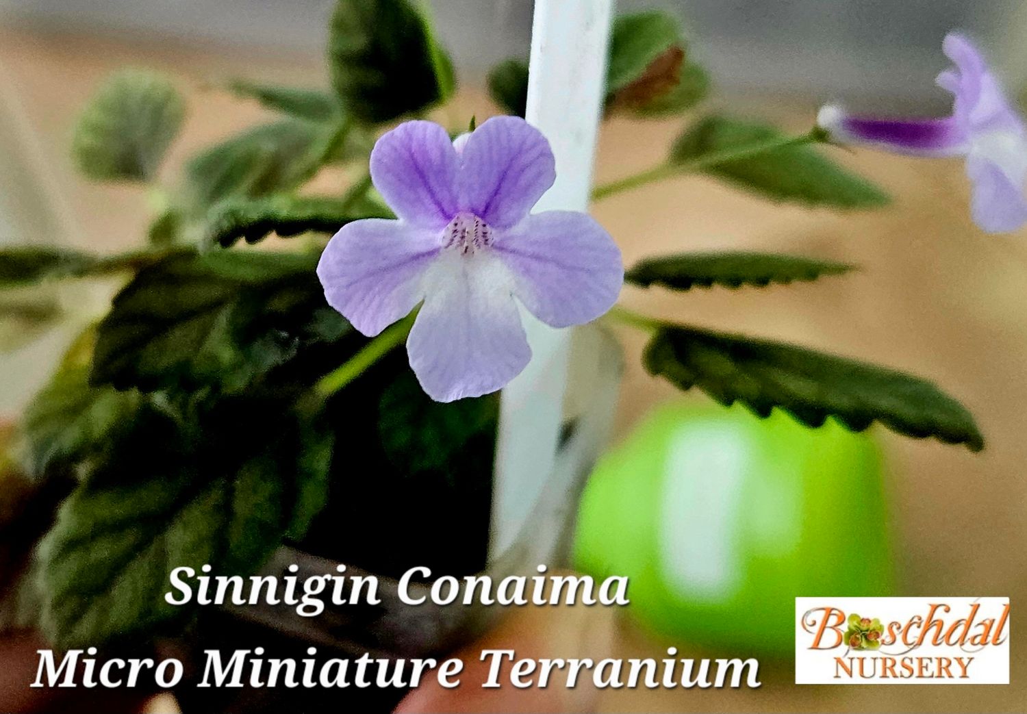Sinnigin Conaima (micro miniature terranium)