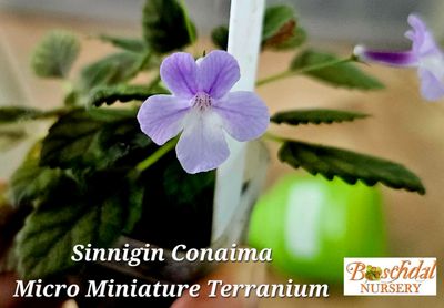Sinnigin Conaima (micro miniature terranium) Sinnigin Conaima (micro miniature terranium)