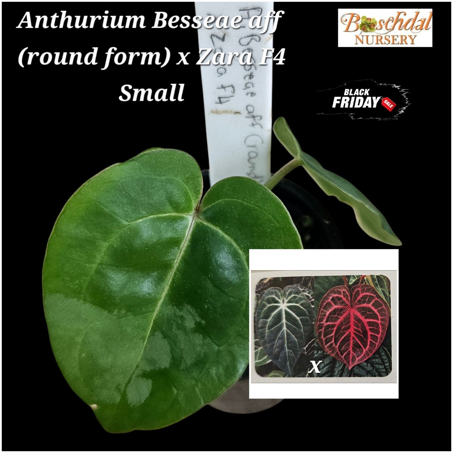 Anthurium Besseae aff (Round Form) x Zara F4 Anthurium Besseae aff (Round Form) x Zara F4