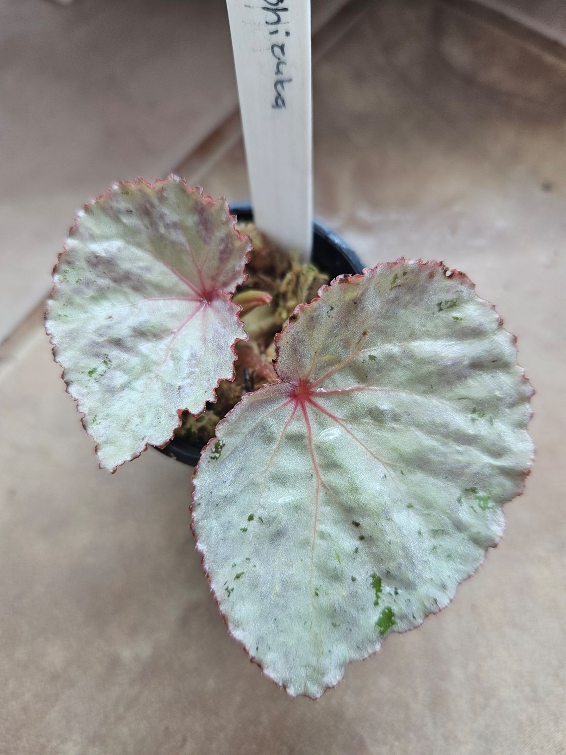 Begonia Shizuka 5cm pot in Moss Begonia Shizuka 5cm pot in Moss