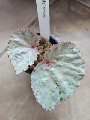 Begonia Shizuka in Moss Domed