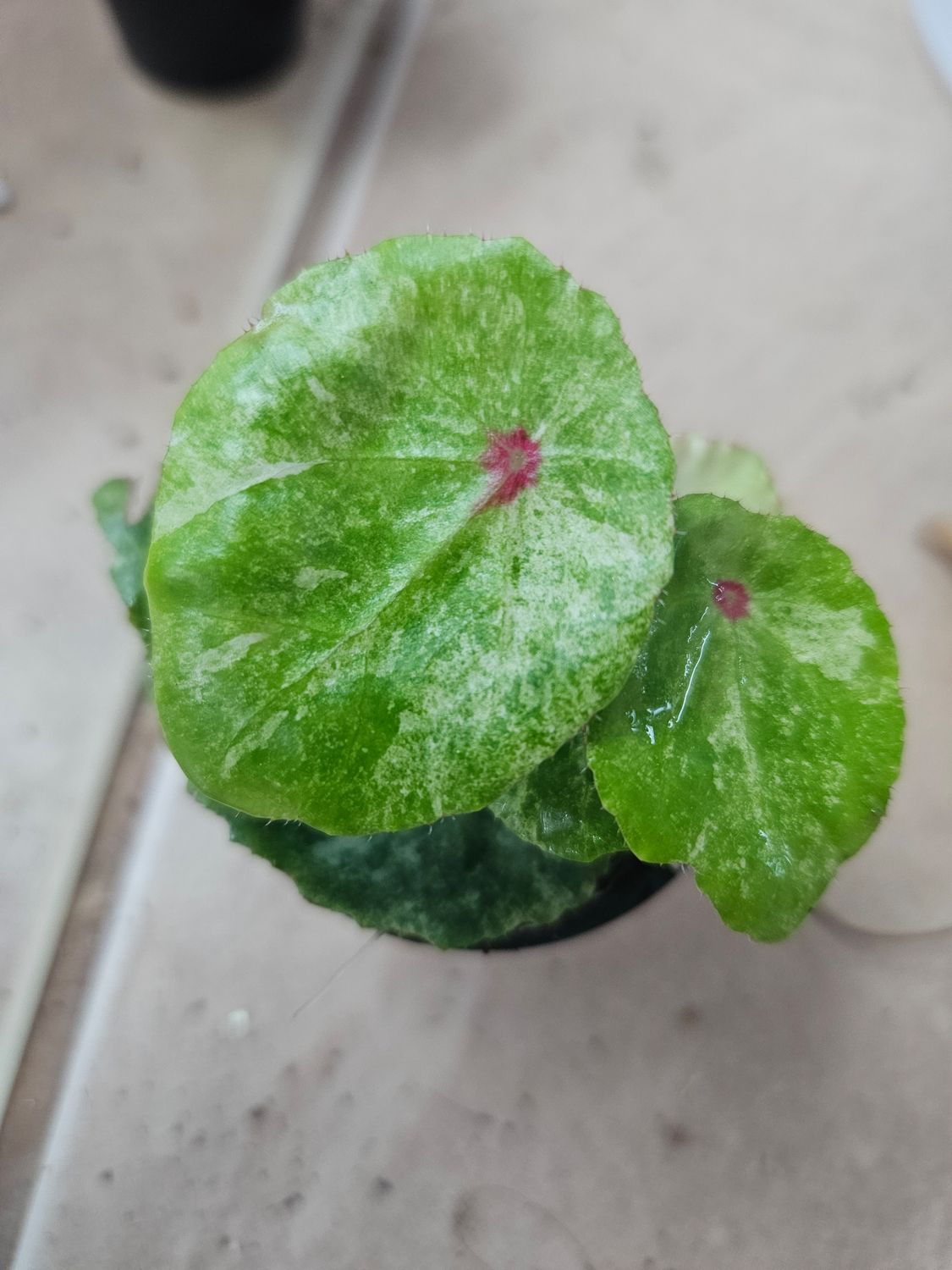Begonia Rouge Variegated 5cm Pot in Moss Begonia Rouge Variegated 5cm Pot in Moss