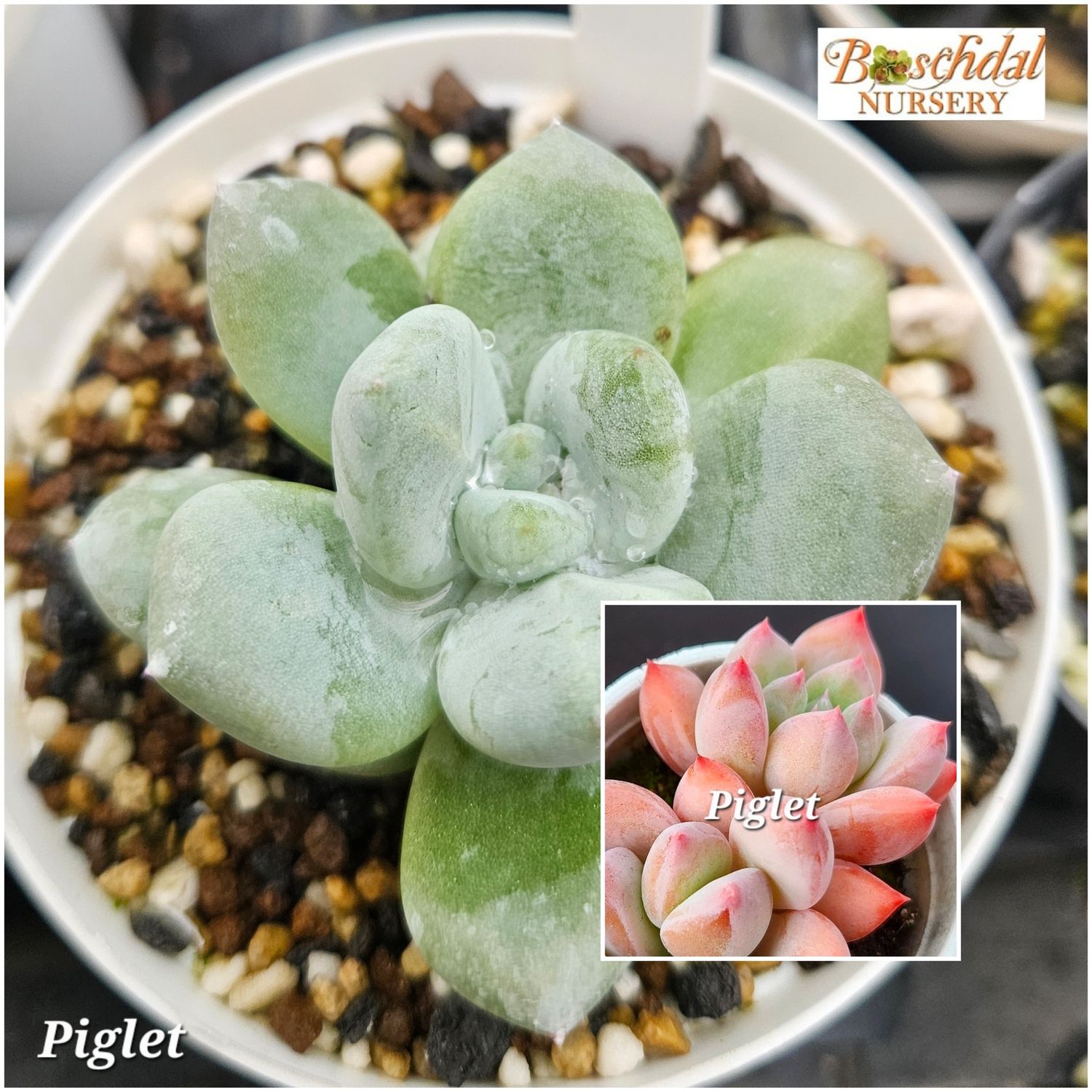 Echeveria Piglet Echeveria Piglet