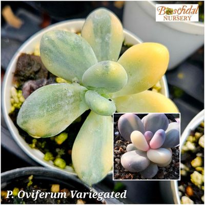 Pachyphytum oviferum Variegated Pachyphytum oviferum Variegated