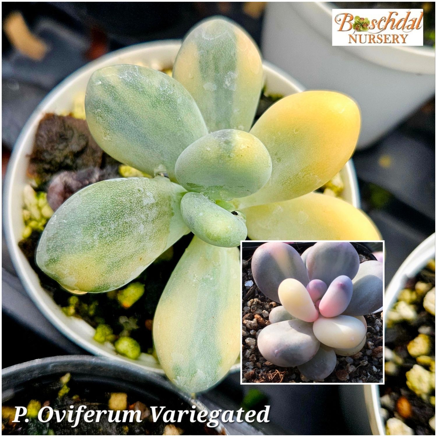 Pachyphytum oviferum Variegated Pachyphytum oviferum Variegated