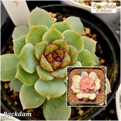 Echeveria Backdam Echeveria Backdam
