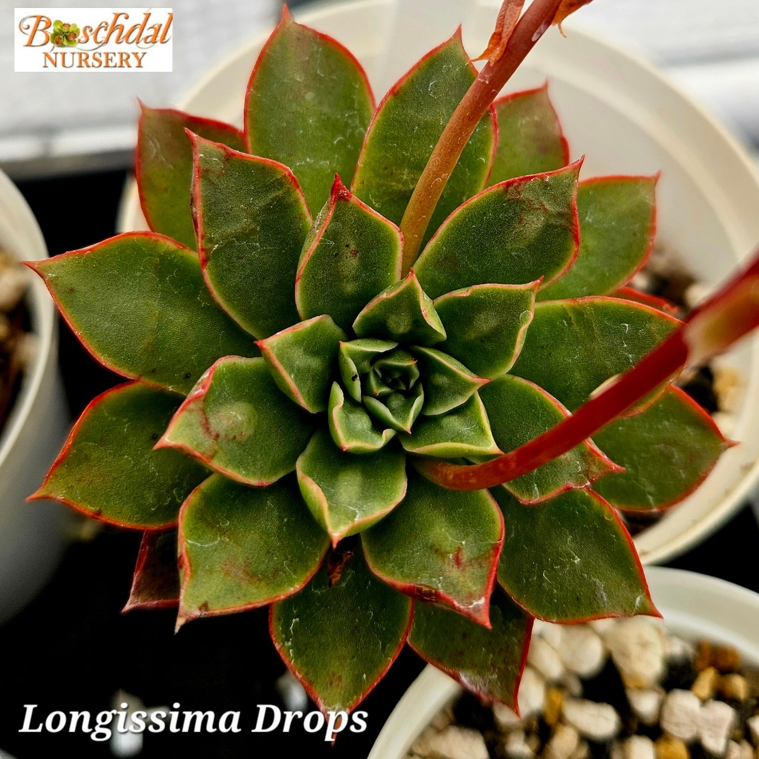 Echeveria Longissima Drops Echeveria Longissima Drops