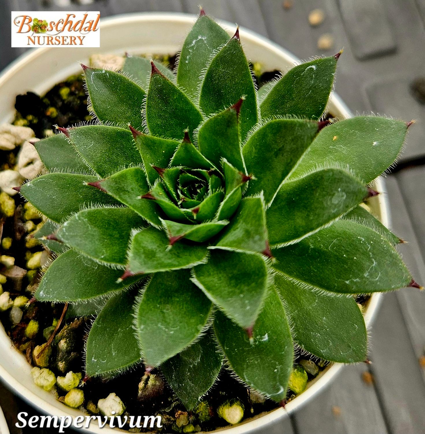 Sempervivum Sempervivum