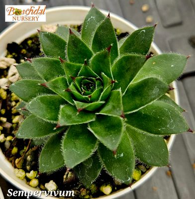 Sempervivum Sempervivum