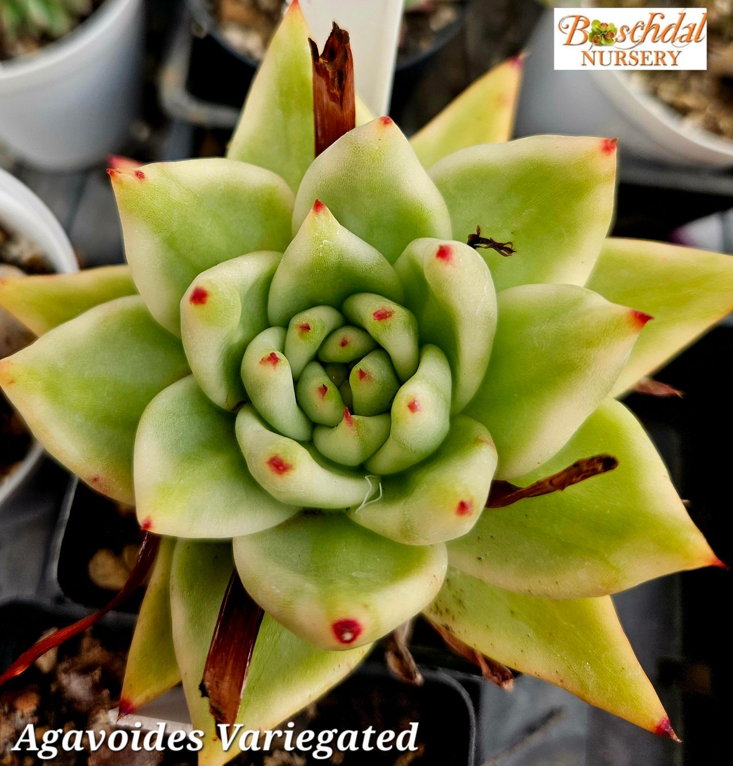Agavoides Variegated Agavoides Variegated